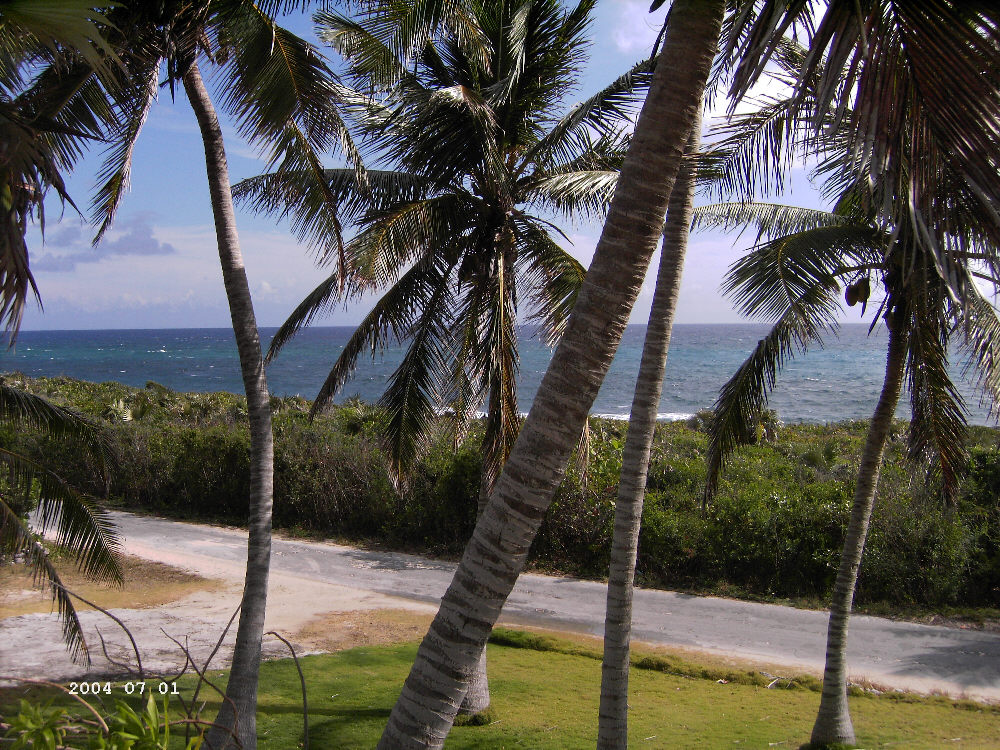 Stella Maris Island Palm Trees - Do It in the Bahamas Today!